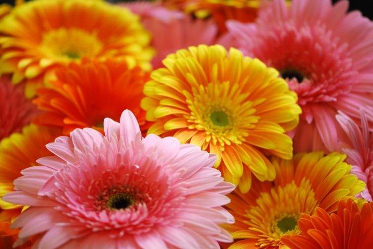 Gerbera Viola - Types de Gerbera
