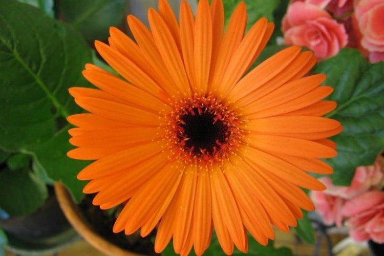 Sol - Gerbera Care