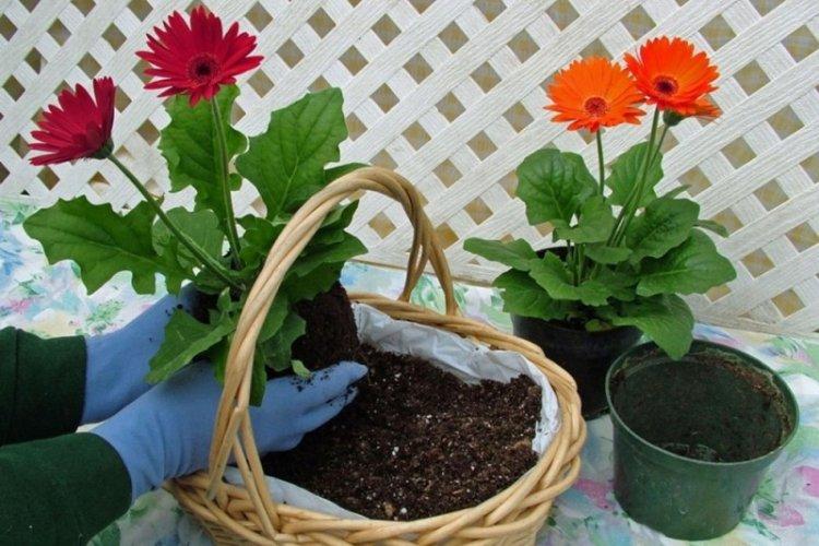 Transplantation et reproduction - Gerbera Care