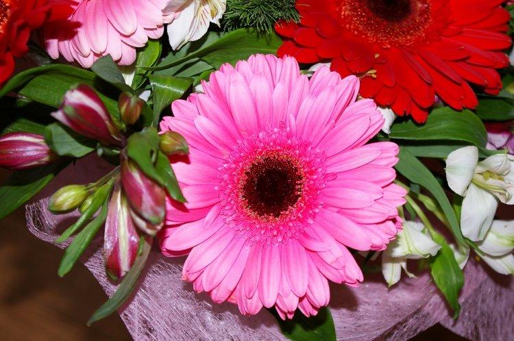 Gerbera - photo
