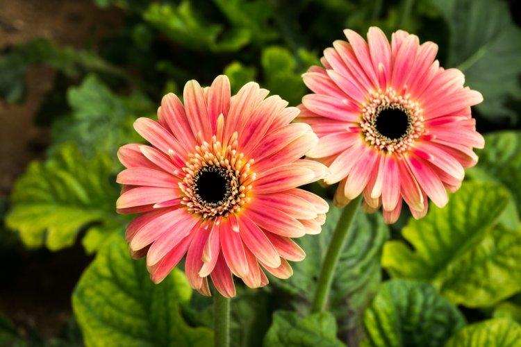 Gerbera - photo