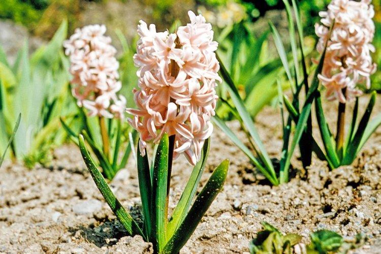 Éclairage - Soins Jacinthe