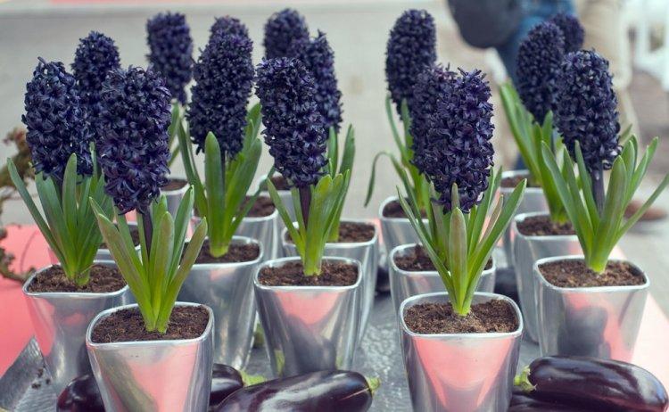 Arrosage - Soins Jacinthe