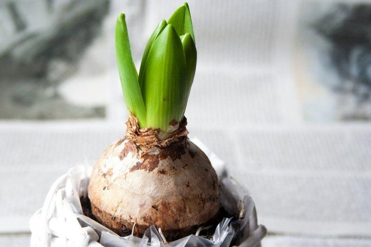 Choisir un bulbe à planter - Entretien de la jacinthe