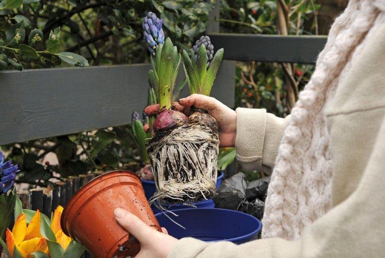 Transplantation et Reproduction - Hyacinth Care