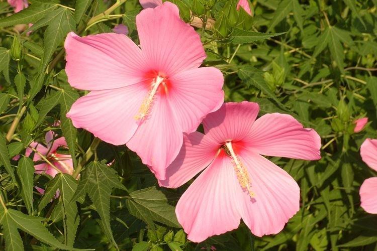 Hibiscus hybride - Espèces d'hibiscus