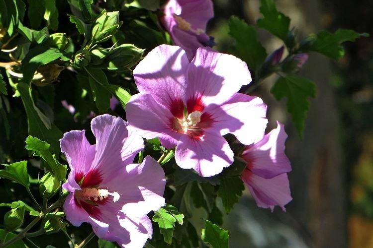 Hibiscus de Syrie - Espèces d'Hibiscus