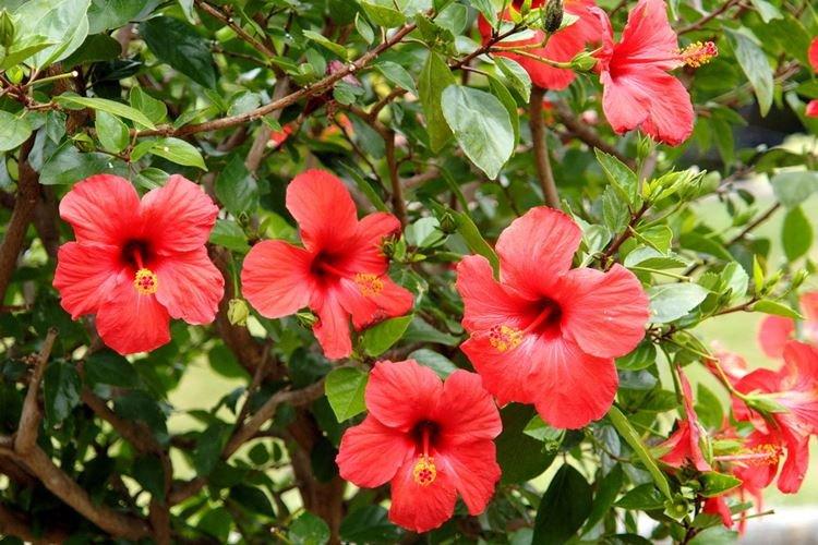 Hibiscus Rosanel - Espèces d'Hibiscus