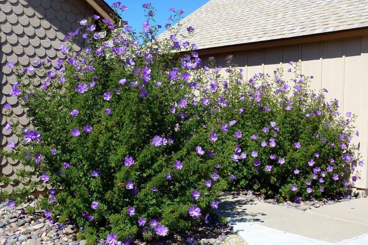 Hibiscus de Hugel - Espèces d'hibiscus