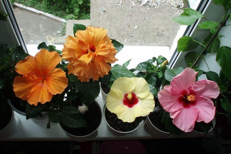 Température - Hibiscus Care