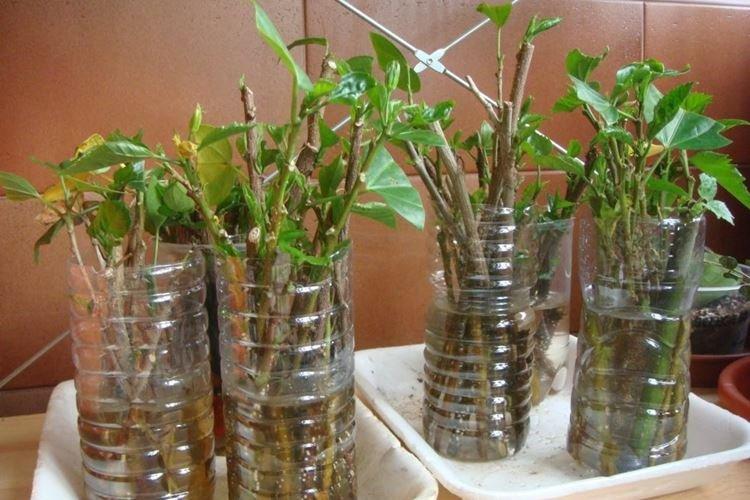 Transplantation et reproduction - Hibiscus Care