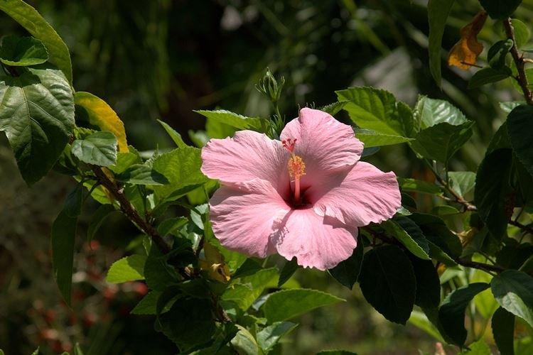 Hibiscus - photo