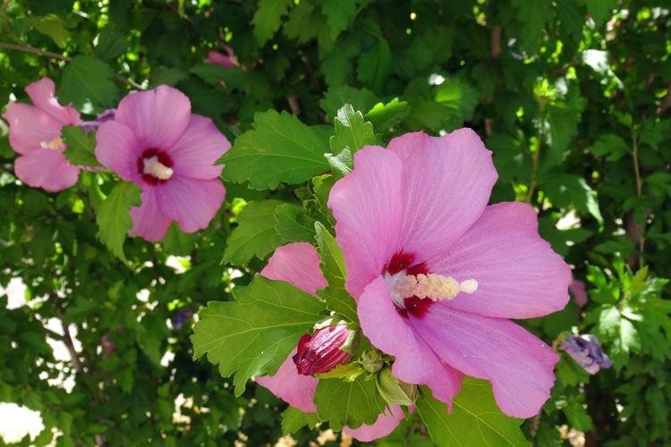 Hibiscus - photo