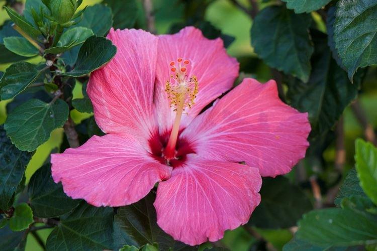 Hibiscus - photo
