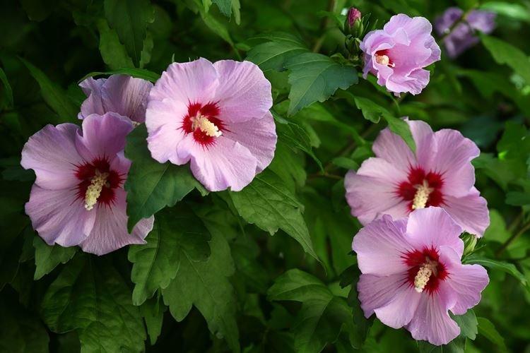 Hibiscus - photo