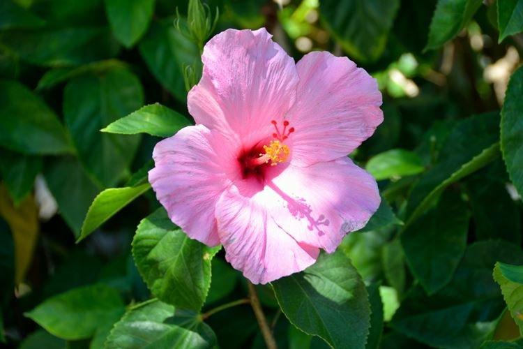 Hibiscus - photo