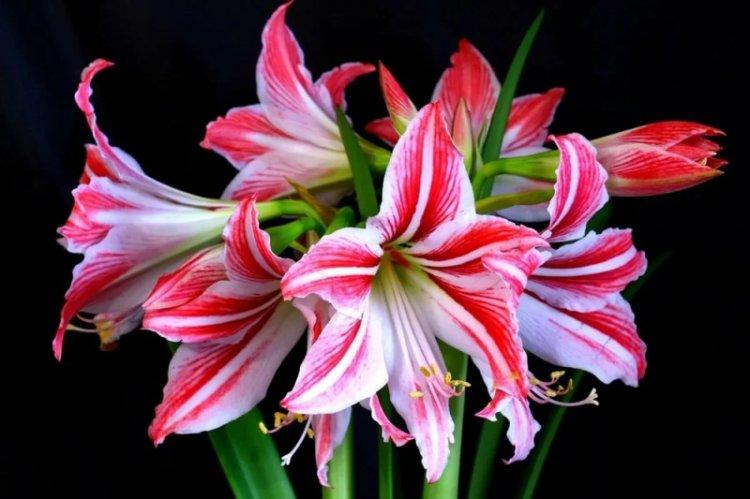 Hypeastrum hybride - Types d'hippeastrum