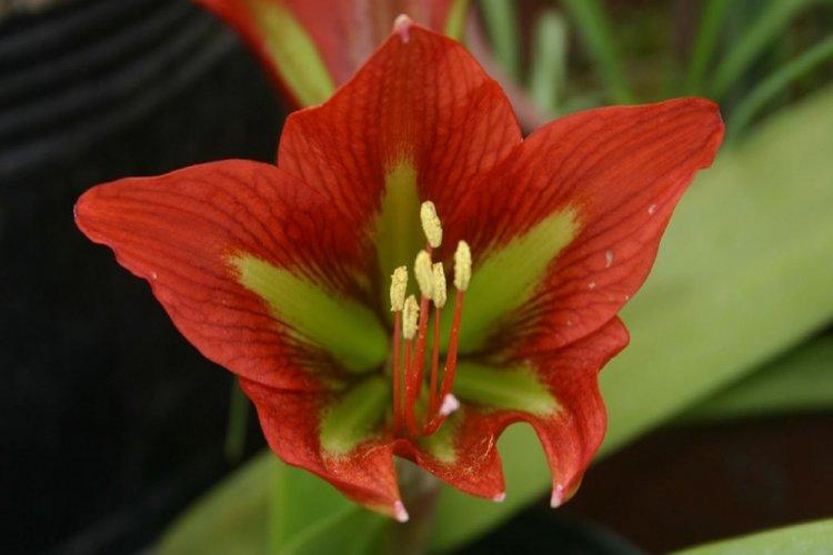 Hippeastrum teyucuarense - Types d'hippeastrum