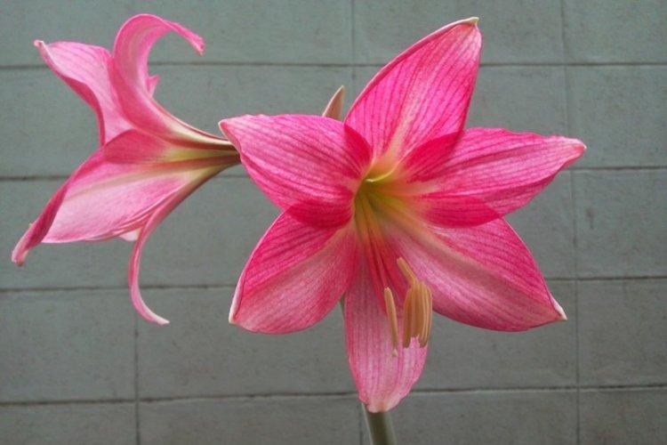 Johnson's Hippeastrum - Types d'Hippeastrum