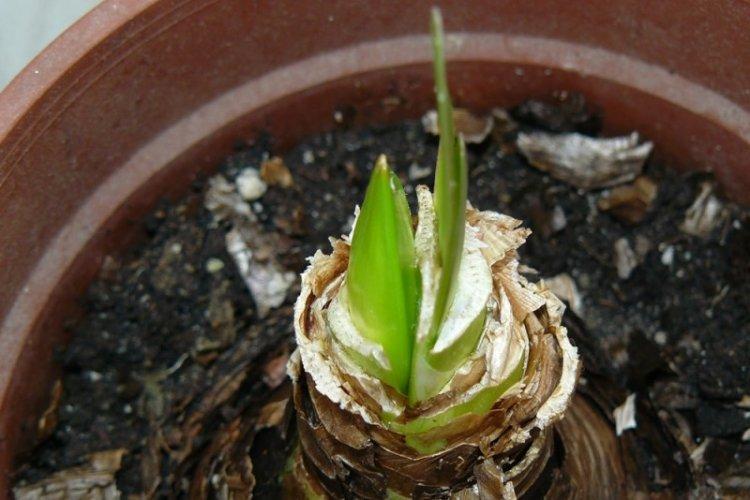 Hivernage - Prendre soin de l'hippeastrum