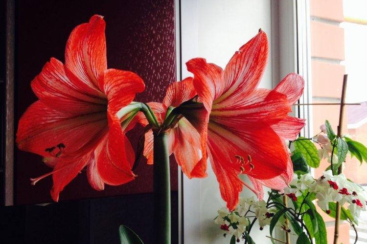 Hippeastrum - photo