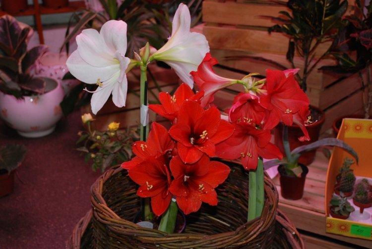Hippeastrum - photo