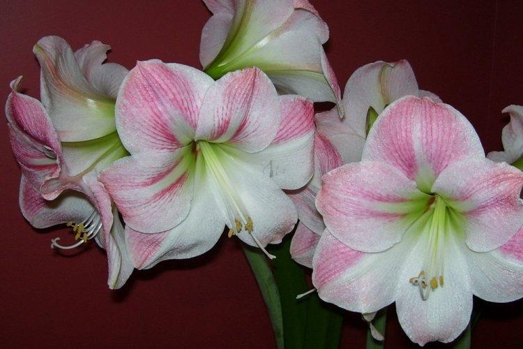 Hippeastrum - photo