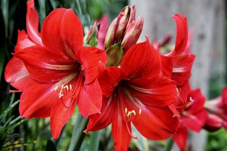 Hippeastrum - photo