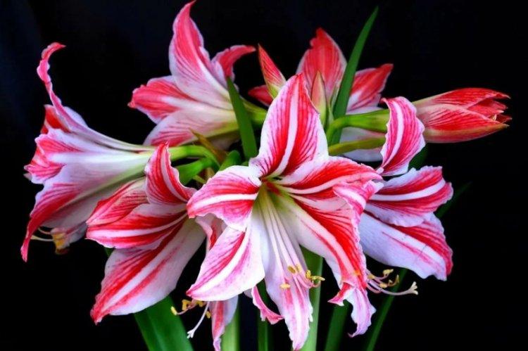 Hippeastrum - photo