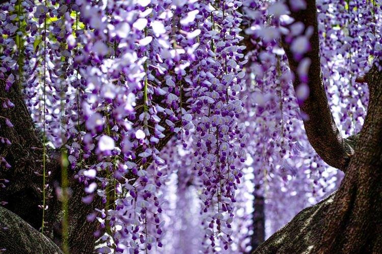 Glycine - photo