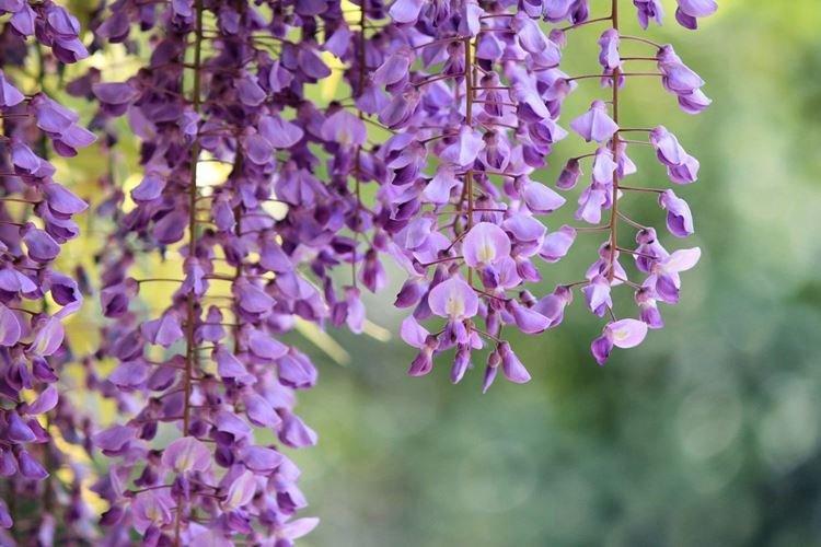 Glycine - photo