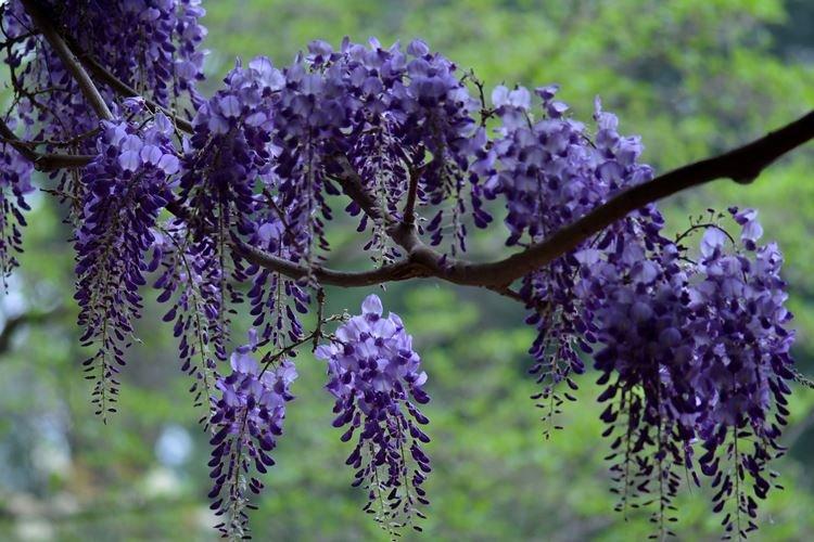 Glycine - photo