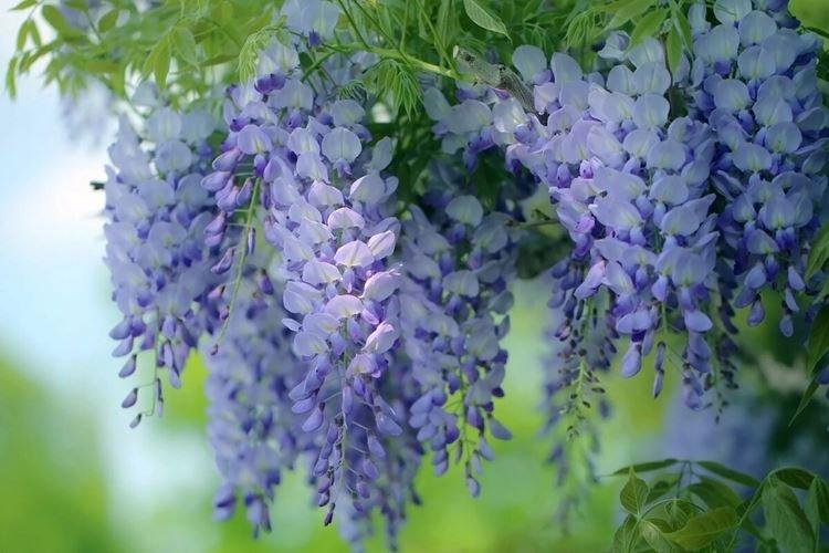 Glycine - photo