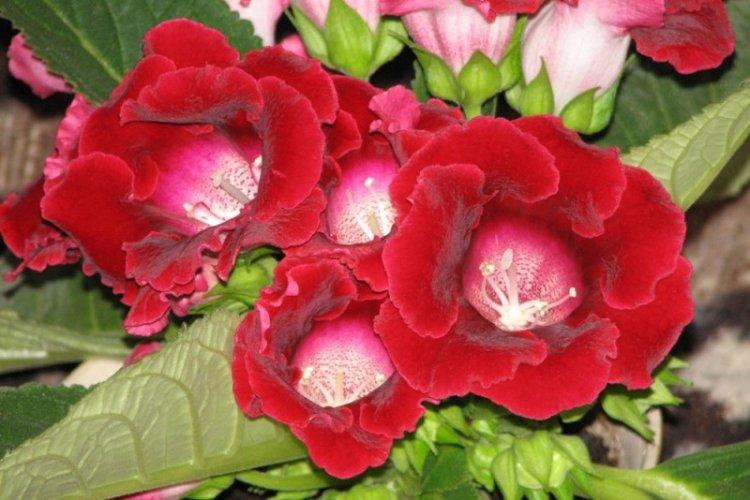 Informations générales - Gloxinia