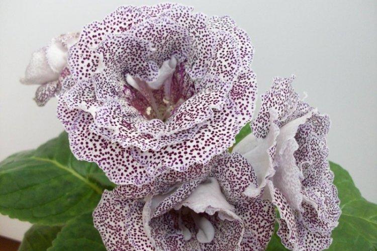 Gloxinia mouchetée - Types de Gloxinia