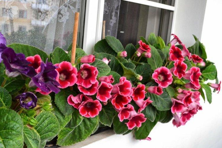 Éclairage - Gloxinia Care