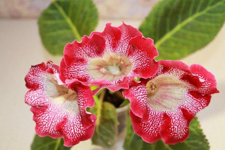 Gloxinia - photo