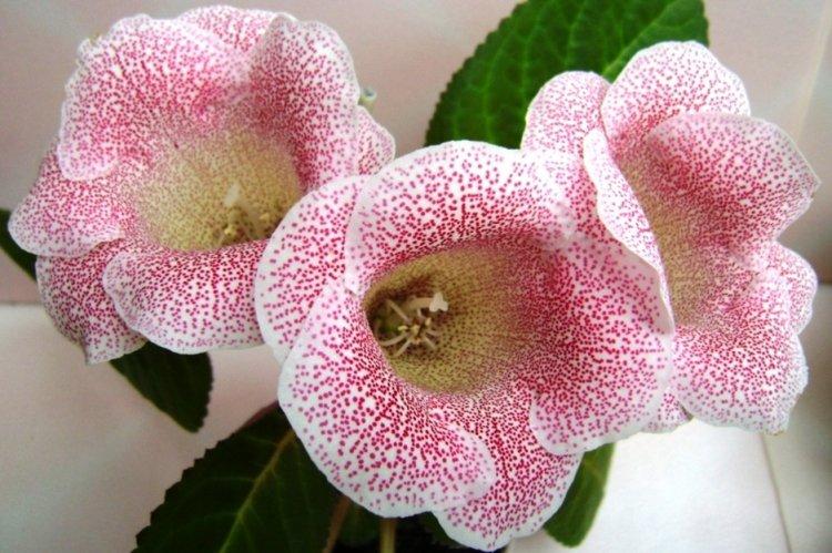 Gloxinia - photo