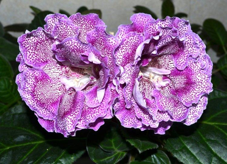 Gloxinia - photo