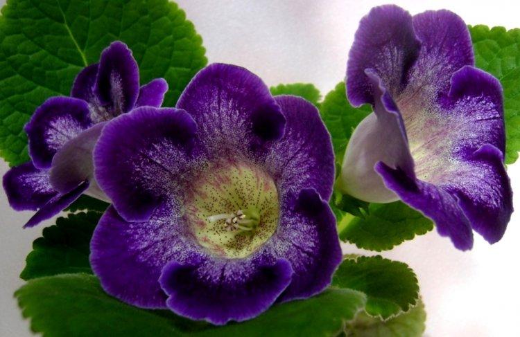 Gloxinia - photo