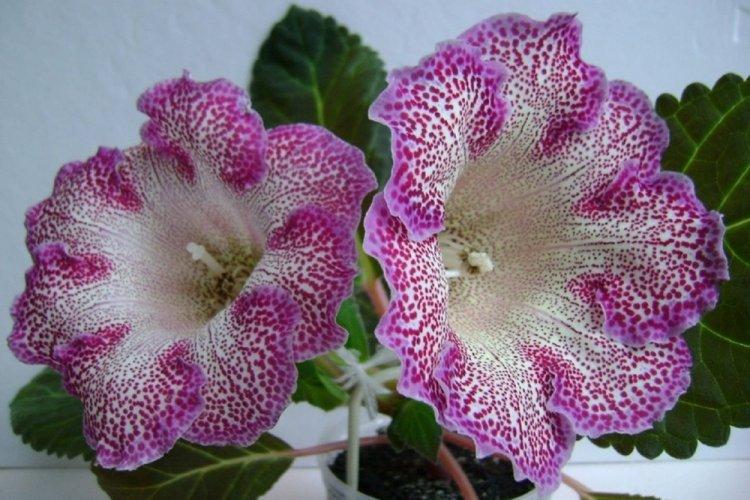 Gloxinia - photo