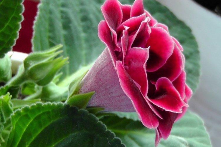 Gloxinia - photo
