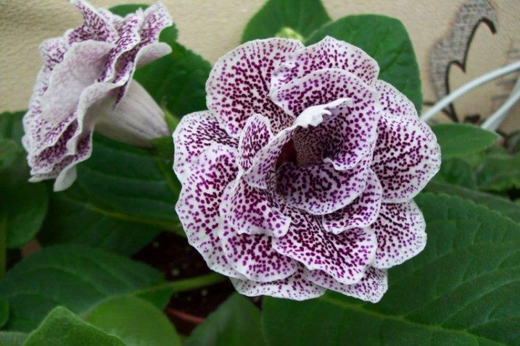 Gloxinia - photo