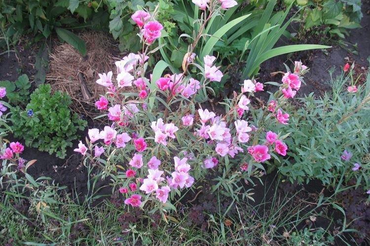 Engrais et alimentation - Godetia care