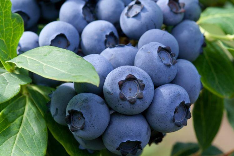 Blueberry Bluecrop: description de la variété, entretien et plantation