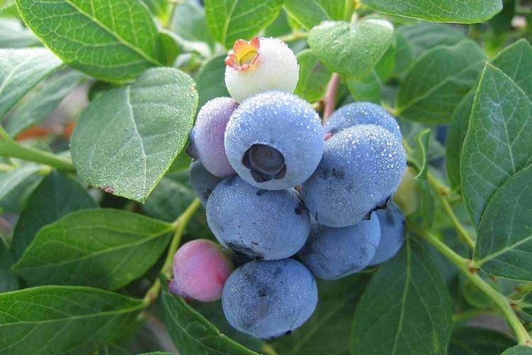 Sol - Soins aux bleuets Bluecrop