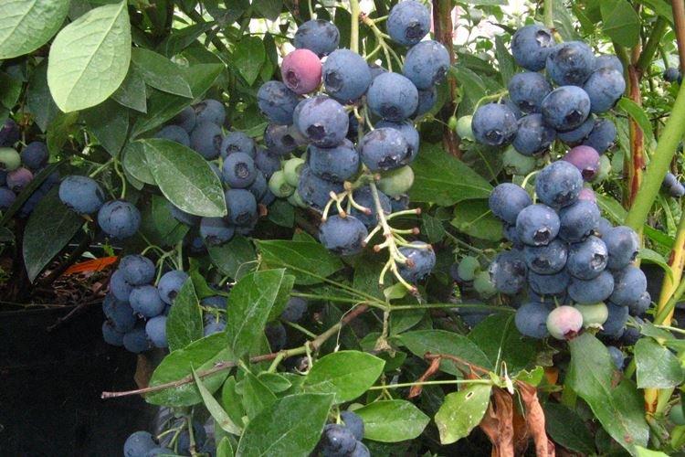 Reproduction - Soins aux bleuets Bluecrop