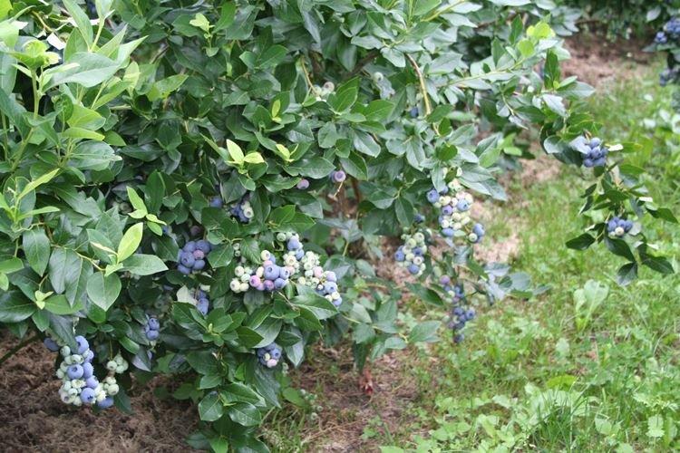 Description et caractéristiques de la variété - Blueberry Patriot
