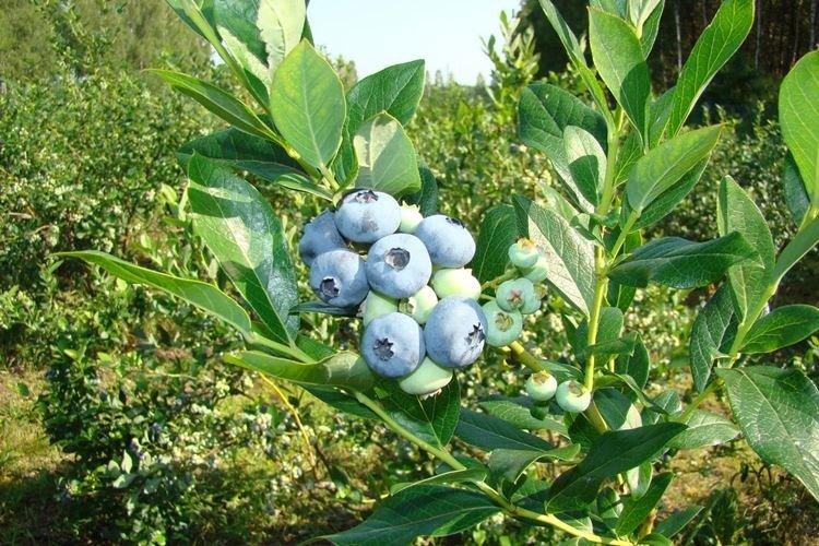 Température - Blueberry Care Patriot