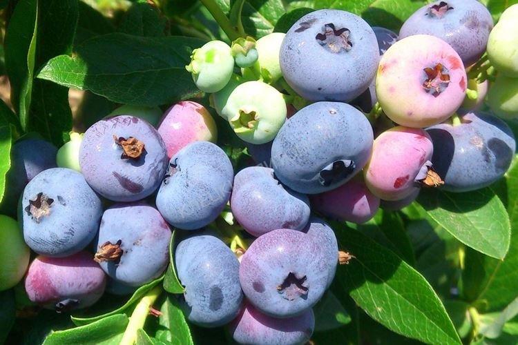 Éclairage - Blueberry Care Patriot